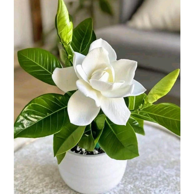 100 Gardenia Seeds – Fragrant Non GMO Flower for Indoor & Outdoor