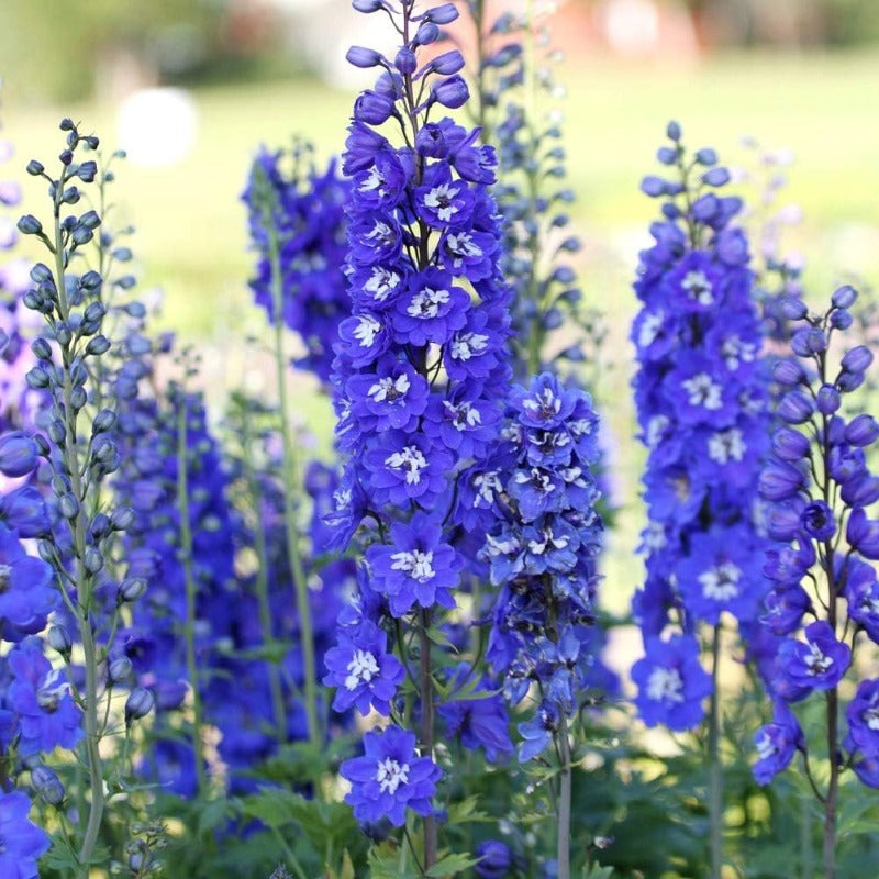 Blue Larkspur Delphinium Flower Seeds Tall Variety 200 seeds Non-GMO Seeds for Growing