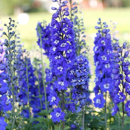 Blue Larkspur Delphinium Flower Seeds Tall Variety 200 seeds Non-GMO Seeds for Growing