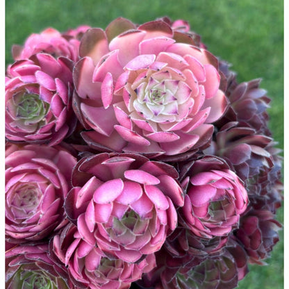 1000pcs Beautiful Unique Rosette Succulents Vigorous Succulent Seeds for Planting