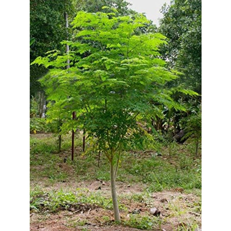 25Pcs Seeds of The Tree of Life - The Moringa Tree Easy to Grow, Fast Growing Tree