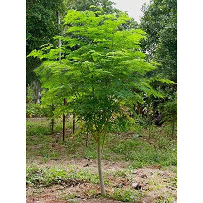 25Pcs Seeds of The Tree of Life - The Moringa Tree Easy to Grow, Fast Growing Tree