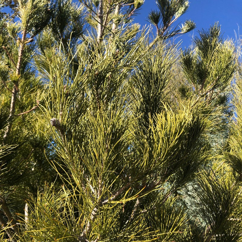 100Pcs Pine Seeds Easy to Establish great for novice landmark styling, yard boundary formation and permanent landscape design