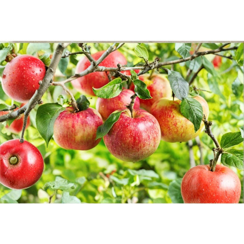 50pcs Hardy Deciduous Tree Growth Vigorous Growing with Apple Tree Seeds