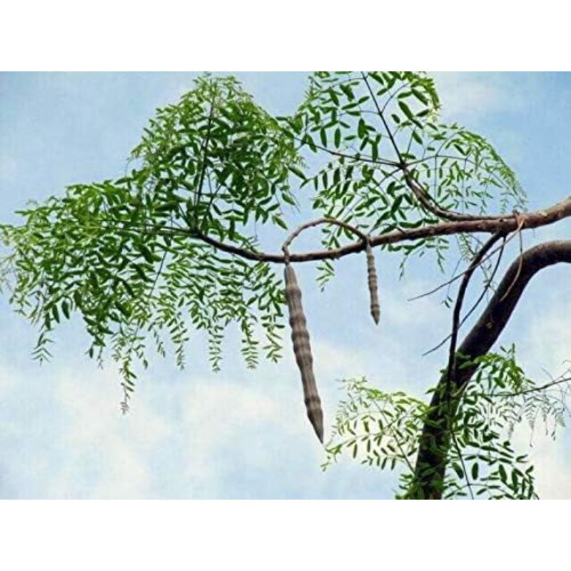 25Pcs Seeds of The Tree of Life - The Moringa Tree Easy to Grow, Fast Growing Tree