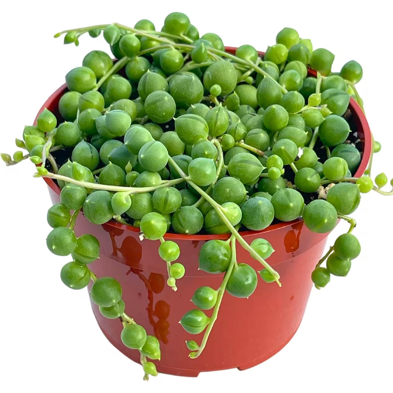 999pcs Mixed Mini Succulent Seeds Exotic Houseplant, Bonsai, Terrarium Plants