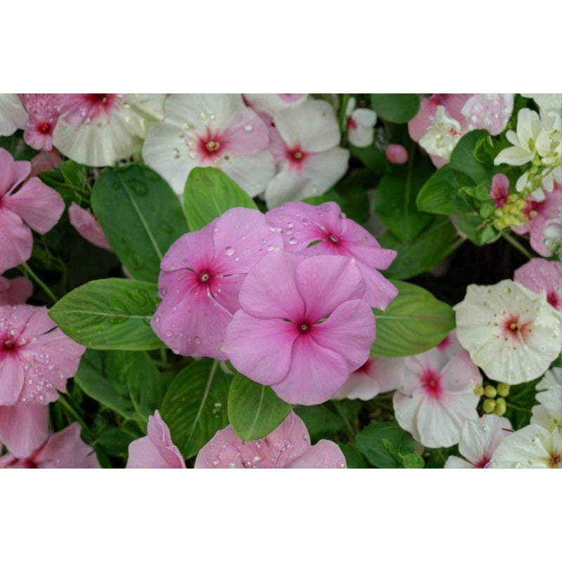 Madagascar Periwinkle-  100 Seeds Rosy Periwinkle Flower | Heat & Drought-Tolerant Annual