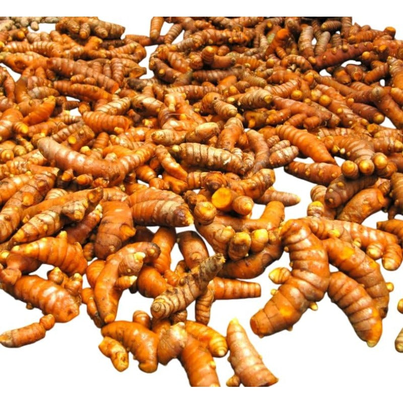 100pcs  Ginger Seeds Effortless Cultivation fit small and medium courtyard and garden landscape layout demands