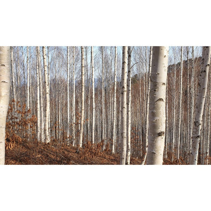 96Pcs Birch Tree Seeds Convenient to Grow mature naturally into balanced graceful tree shape with steady branch spreading tendency