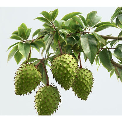 10pcs Soursop Pawpaw Seeds Simple To Establish Ideal For Creating A Productive Landscape That Remains Beautiful All Warm Season