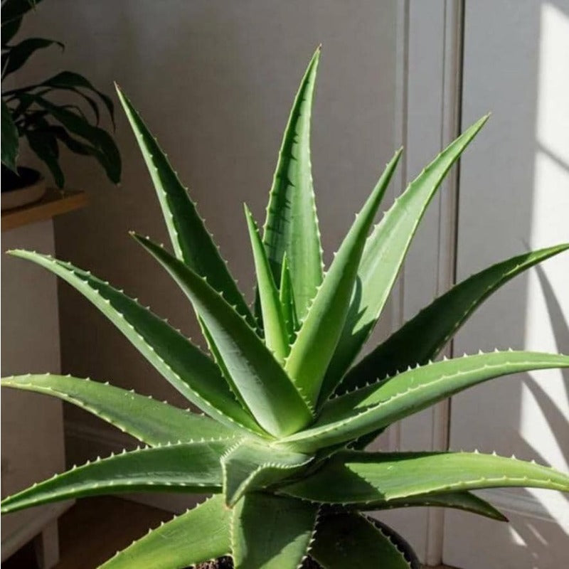198Pcs Aloe Vera Seeds Perfect for beginner planting to create neat foliage ornamental layers and add solid textured appeal to home and garden scenery