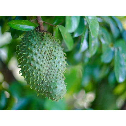 10pcs Soursop Pawpaw Seeds Quick To Germinate Suitable For Creating Full Vibrant Tropical Displays Without High Time Investment