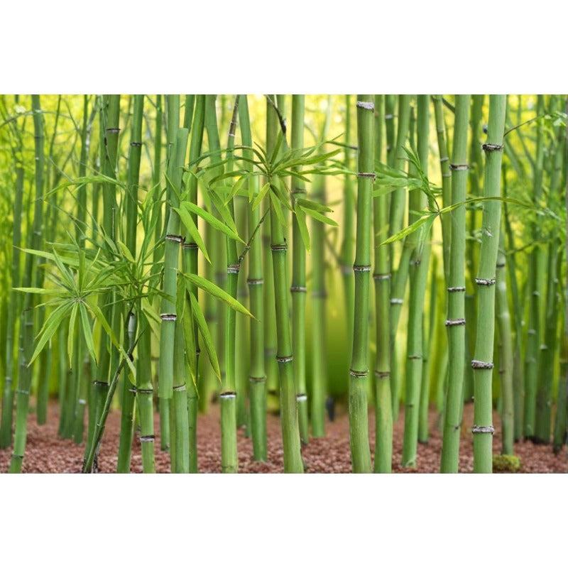 92Pcs Bamboo Seeds Complement Any Type Of Outdoor Home Decor