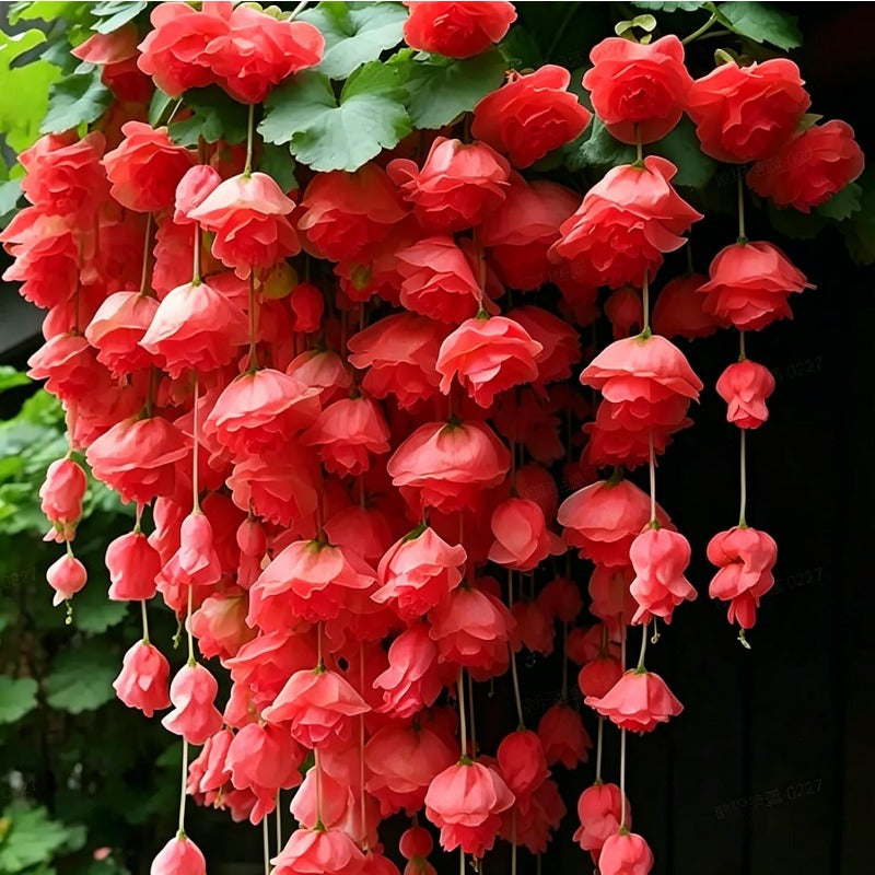 300pcs Hanging Begonia Seeds for Planting,   Heirloom Non-GMO Perennial Plant for Basket Outdoor Indoor