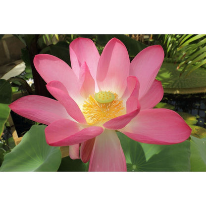 12Pcs Lotus Seeds Simple To Care For And Ideal For Creating Serene Water Garden Retreats In Backyard Spaces