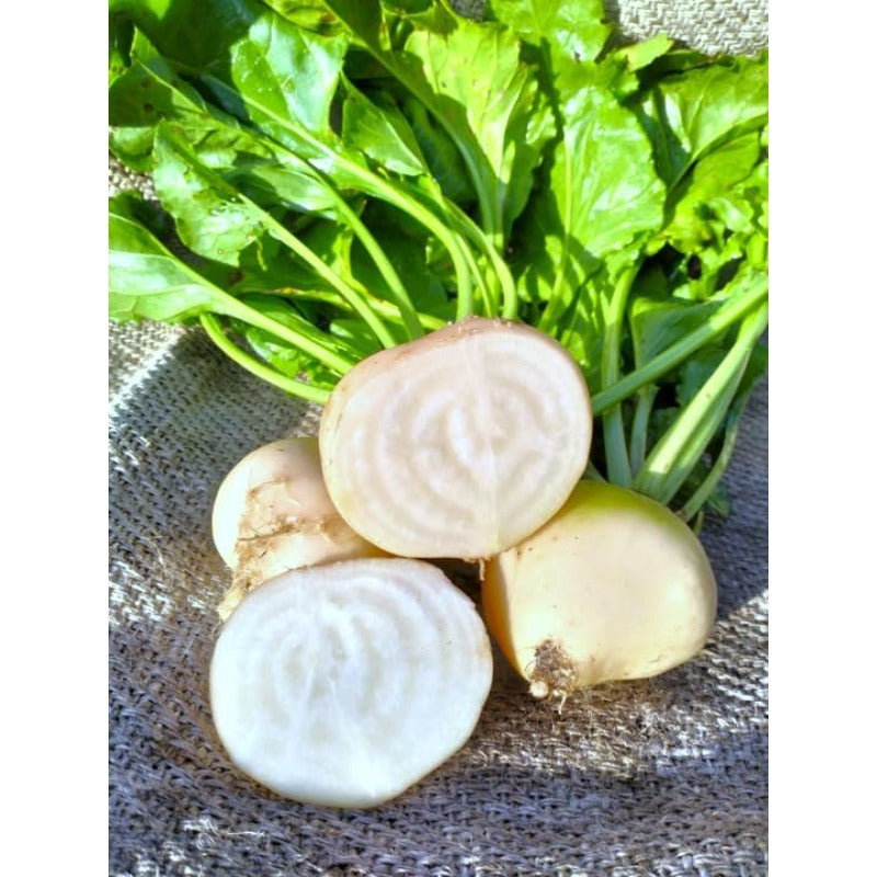 200 Turnip Seeds Friendly for new gardeners grow into full symmetrical rosette form with steady seasonal growth renewal features