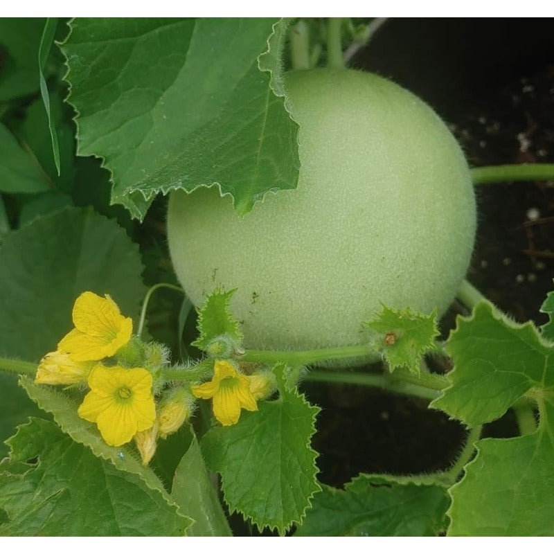 40Pcs Honeydew Melon Seeds Perfect for beginner sowing adapt well to open ground placement and garden bed cultivation