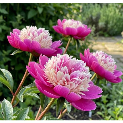 25 Stunning Bicolor Peony Seeds - Paeonia 'Bowl of Beauty' Style - Deep Magenta  Creamy Pink - Late Spring Bloom