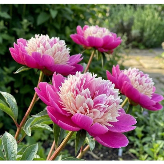 25 Stunning Bicolor Peony Seeds - Paeonia 'Bowl of Beauty' Style - Deep Magenta  Creamy Pink - Late Spring Bloom