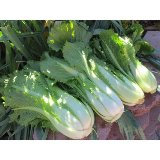 Chinese Cabbage Seeds – 200 Vegetable Garden Seeds easy to planting