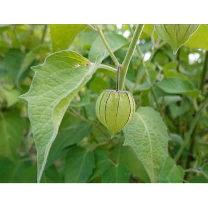87Pcs Gooseberry Currant Seeds Quick To Establish Ideal For Shrub-Focused Garden Design Projects