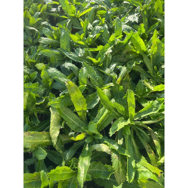 200pcs Straightforward Growing Culantro Seeds ideal for lining garden bed perimeters, container edges and shaded patio grounds