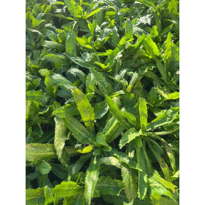 200pcs Straightforward Growing Culantro Seeds ideal for lining garden bed perimeters, container edges and shaded patio grounds