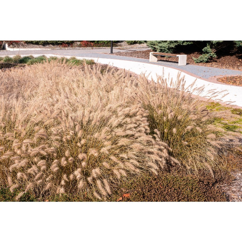 Dwarf Purple 100pcs Fountain Grass Easy To Grow For Ornamental Landscape Planting In Home Gardens