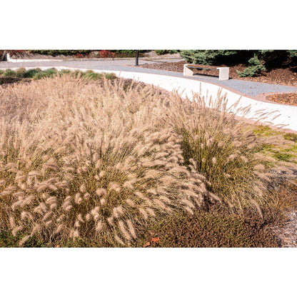 Dwarf Purple 100pcs Fountain Grass Easy To Grow For Ornamental Landscape Planting In Home Gardens