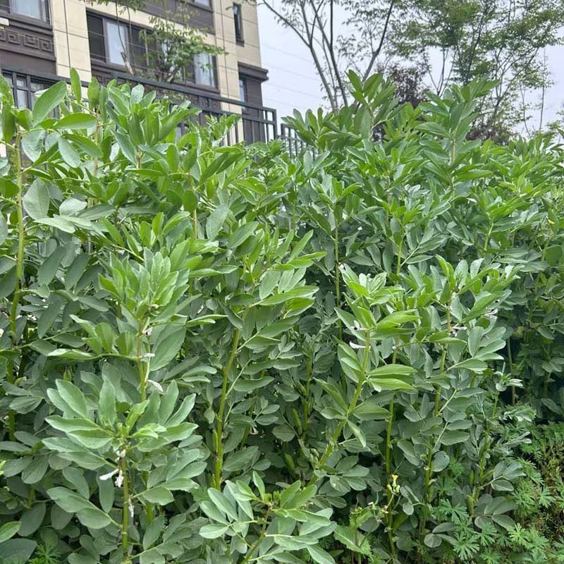 5pcs Fava Bean Seeds Effortless Cultivation fit small and medium row garden and open ground layout demands