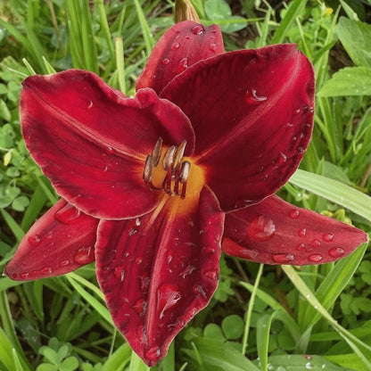 100pcs Suitable for beginner planting Hundred Tail Flower Seeds flourish in ordinary well-drained soil suited for yard and garden flower cultivation