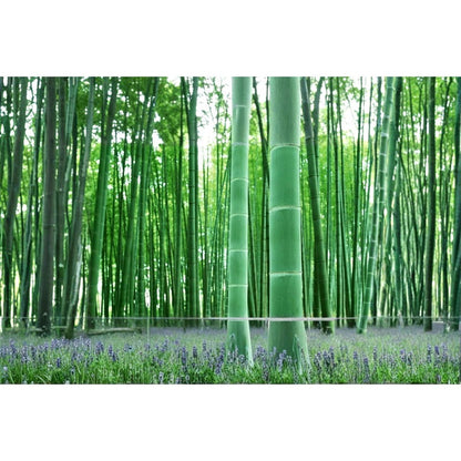 100Pcs Bamboo Seeds Easy To Cultivate And Create A Warm Inviting Feeling In Everyday Backyard Life