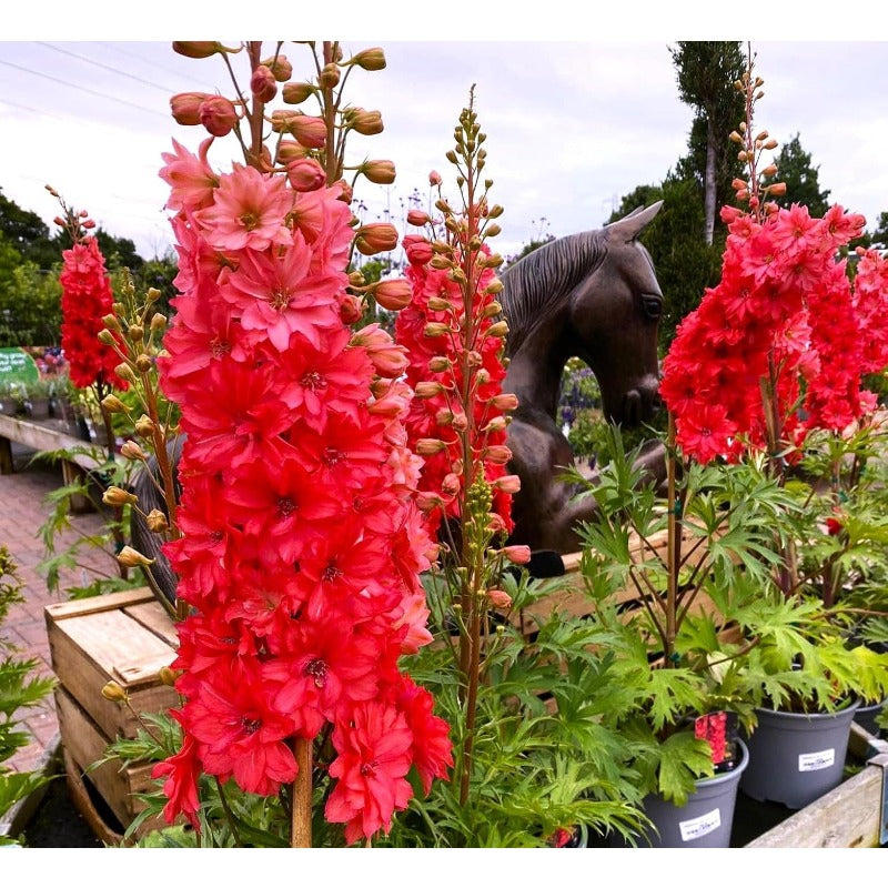 Scarlet Spire Rocket Larkspur Delphinium Seeds - 200 seeds Flowers Garden Border Tall Flower Grow Your Own Home Farm Patio Healthy