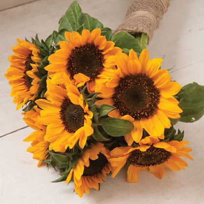 96Pcs Sunflower Seeds Made for home planting create eye catching focal points along backyard perimeters and garden boundary lines