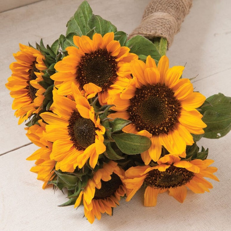 96Pcs Sunflower Seeds Made for home planting create eye catching focal points along backyard perimeters and garden boundary lines