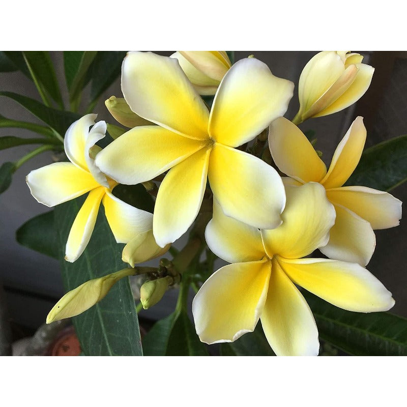100pcs Yellow Plumeria Seeds Friendly for new gardeners grow into full balanced branching form with steady seasonal foliage and bloom renewal features