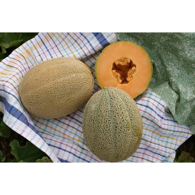 Cantaloupe Seeds Made for home planting 20Pcs create lush vine coverage across backyard garden bed and open ground areas