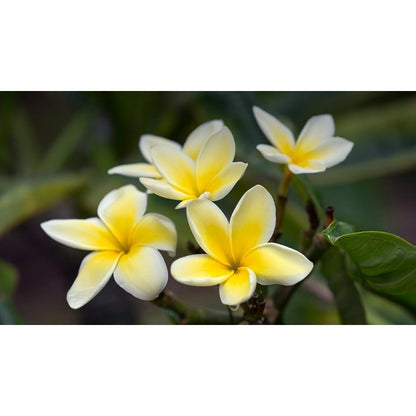 100pcs Yellow Plumeria Seeds Friendly for new gardeners grow into full balanced branching form with steady seasonal foliage and bloom renewal features