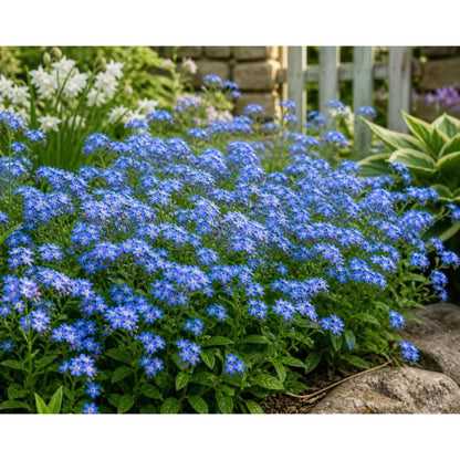 500pcs Forget Me Not Seeds Simple to Grow add soft delicate charm to plain shaded yard and garden landscapes