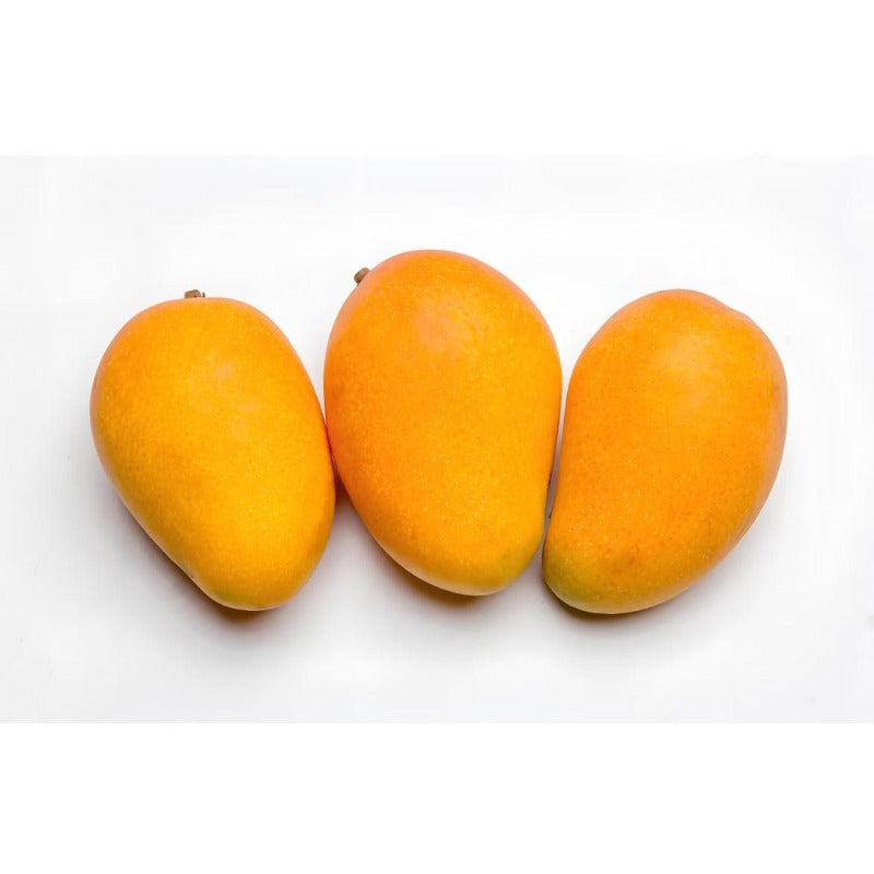 1Pcs Mango Seeds for planting in sunny spacious open grounds, garden landmark plots and landscape edge spots