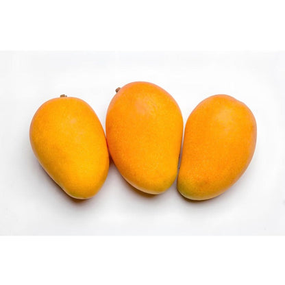 1Pcs Mango Seeds for planting in sunny spacious open grounds, garden landmark plots and landscape edge spots