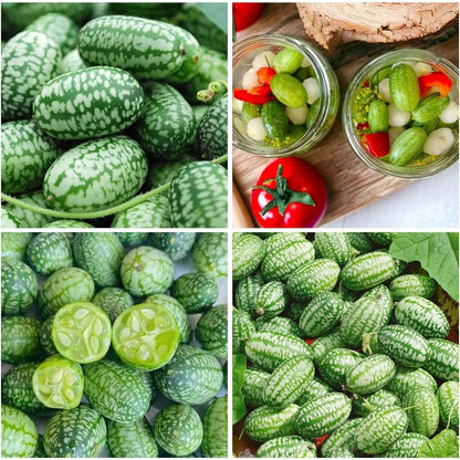 50Pcs Mini Thumb Watermelon Seeds for Planting - Sweet & Crisp, Dwarf Variety, Ideal for Containers & Small Gardens