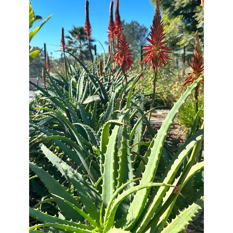 200Pcs Aloe Vera Seeds Recommended for planting add tight layered textured appeal to residential balcony, patio and garden landscapes