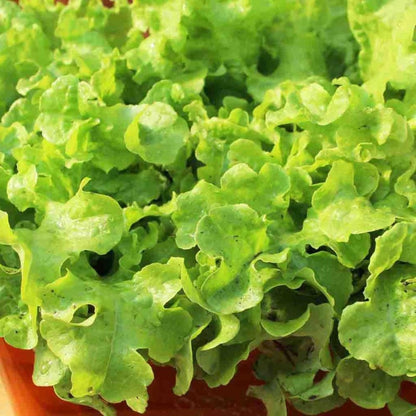 1000 Lettuce Seeds - Leaf - Grand Rapids, Heirloom, non-GMO Seeds