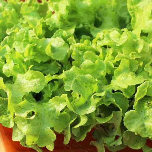 1000 Lettuce Seeds - Leaf - Grand Rapids, Heirloom, non-GMO Seeds
