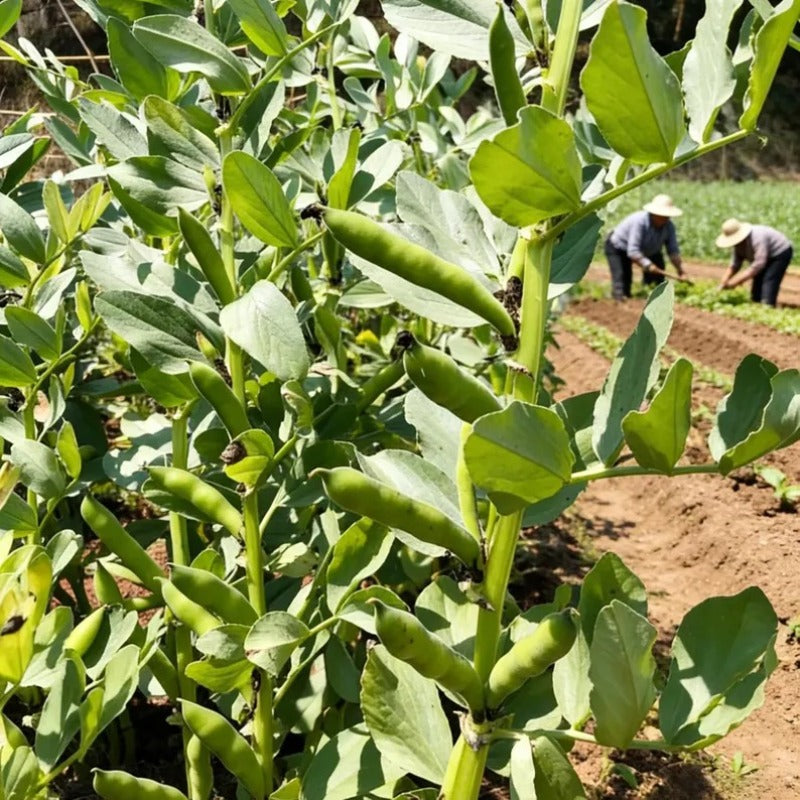 5pcs Fava Bean Seeds Effortless Cultivation fit small and medium row garden and open ground layout demands