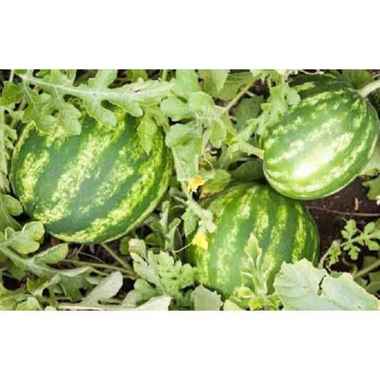 50Pcs Beginner-Friendly High Yield Seeds with Watermelon Seeds for Home Gardens