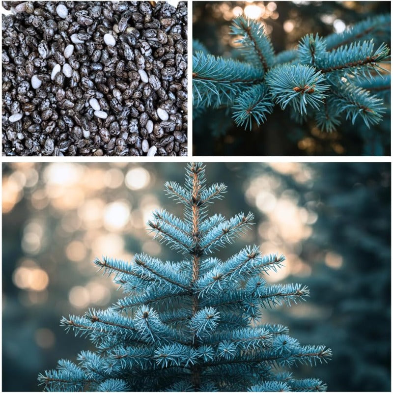 99Pcs Pine Seeds Easy to Maintain ideal for permanent landmark planting in yard perimeters and large landscape areas