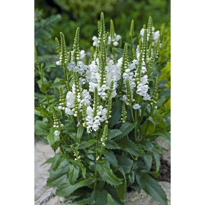 150pcs Obedient Plant Seeds Friendly for new gardeners grow into full upright clumps with elegant stacked seasonal bloom formation
