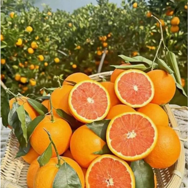 49Pcs Planting Orange Tree Seeds Adds Natural Focal Points And Elegant Visual Layers To Modern Landscape Designs